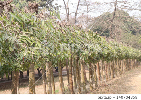 debdaru tree also commonly known by its Monoon longifolium on farm debdaru tree also commonly known by its Monoon longifolium on farm 140704859