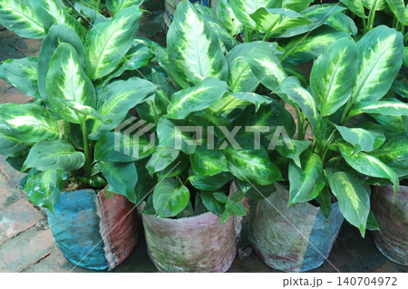 Dumb cane leaf plant on farm 140704972