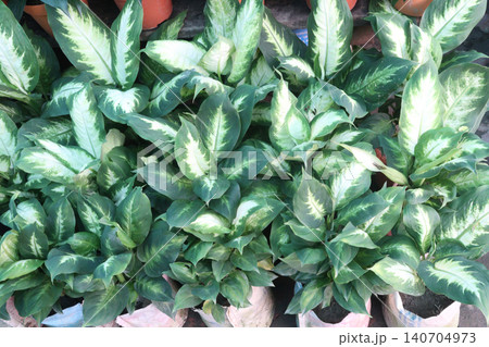 Dumb cane leaf plant on farm Dumb cane leaf plant on farm 140704973