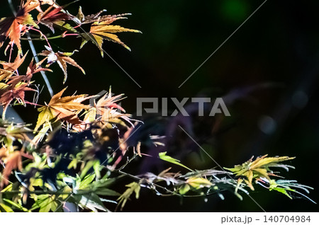 楓の紅葉 140704984