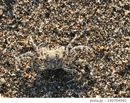砂浜にいる小さなカニの接写 海辺の生き物のマクロ写真 140704991