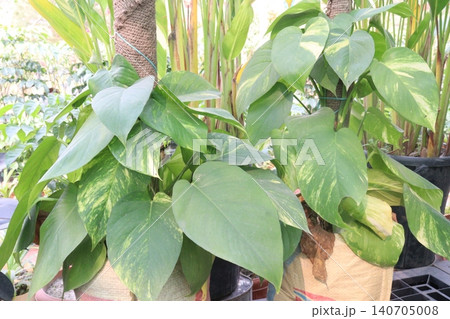 Epipremnum Aureum, Devil's ivy leaf plant on farm Epipremnum Aureum, Devil's ivy leaf plant on farm 140705008