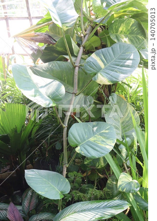 Epipremnum Aureum, Devil's ivy leaf plant on farm Epipremnum Aureum, Devil's ivy leaf plant on farm 140705013
