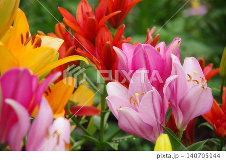 百合の花 140705144