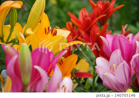 百合の花 百合の花 140705146