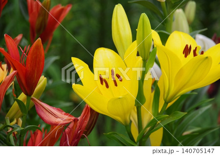 百合の花 百合の花 140705147