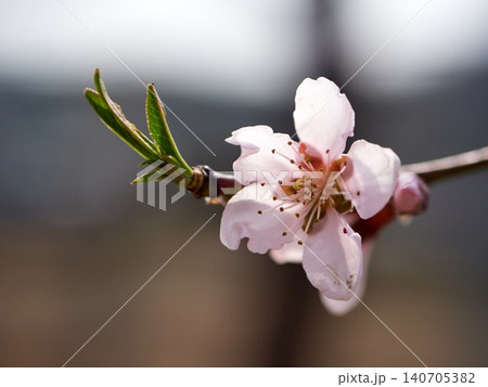 The pink plum blossoms are blooming beautifully in spring 140705382