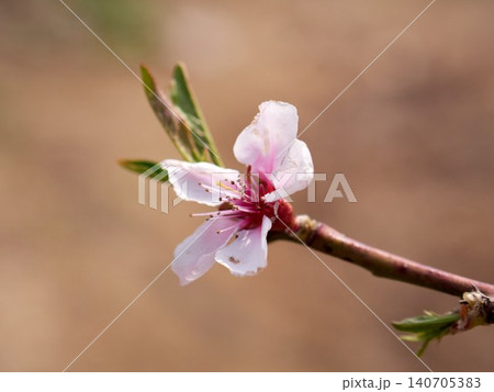 The pink plum blossoms are blooming beautifully in spring The pink plum blossoms are blooming beautifully in spring 140705383