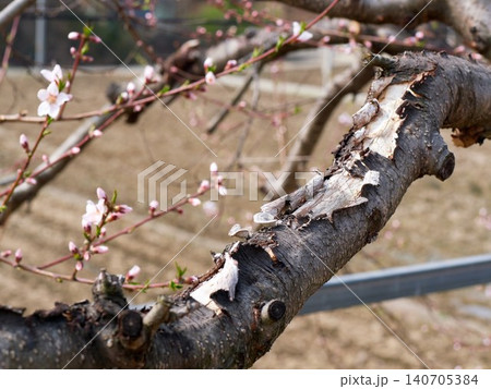 The pink plum blossoms are blooming beautifully in spring The pink plum blossoms are blooming beautifully in spring 140705384