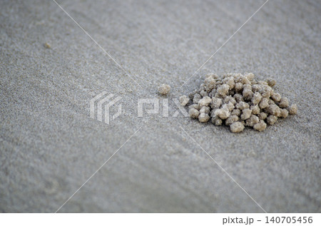 Small cluster of seashell fragments gathered on sandy beach surface highlighting natural coastal textures and details Small cluster of seashell fragments gathered on sandy beach surface highlighting natural coastal textures and details 140705456