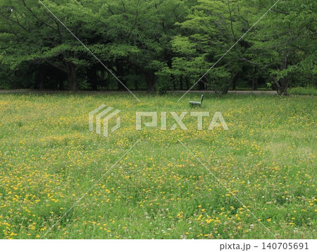 たんぽぽ畑の西神中央公園 たんぽぽ畑の西神中央公園 140705691