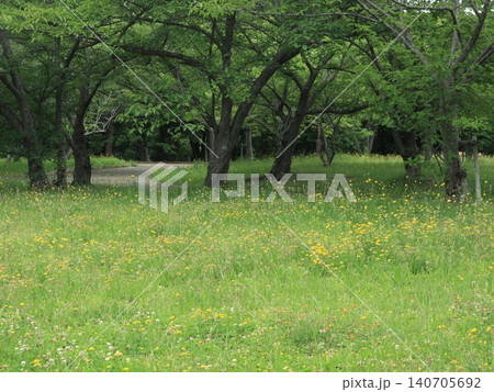 たんぽぽ畑の西神中央公園 たんぽぽ畑の西神中央公園 140705692
