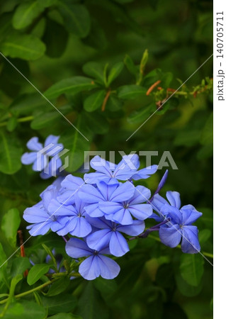 青いルリマツリの花 青いルリマツリの花 140705711