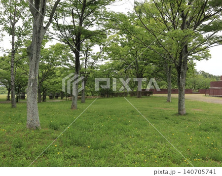 たんぽぽ畑の西神中央公園 たんぽぽ畑の西神中央公園 140705741
