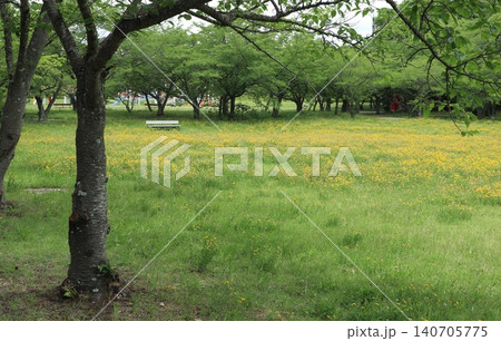 たんぽぽ畑の西神中央公園 たんぽぽ畑の西神中央公園 140705775