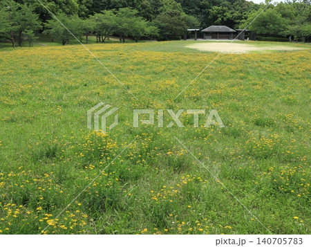 たんぽぽ畑の西神中央公園 たんぽぽ畑の西神中央公園 140705783