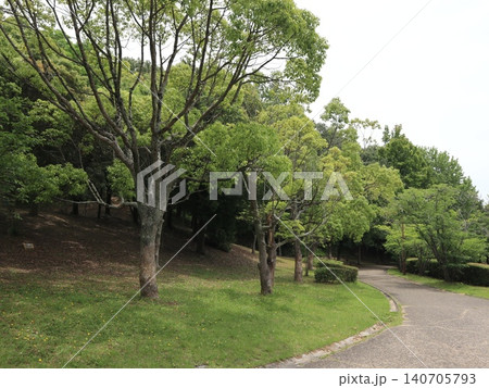 たんぽぽ畑の西神中央公園 たんぽぽ畑の西神中央公園 140705793