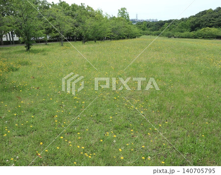 たんぽぽ畑の西神中央公園 たんぽぽ畑の西神中央公園 140705795