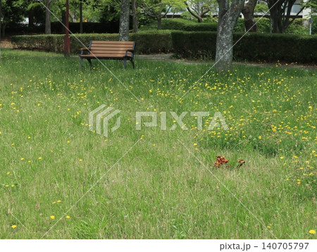 たんぽぽ畑の西神中央公園 たんぽぽ畑の西神中央公園 140705797