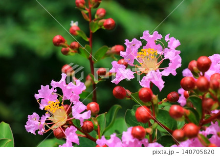 赤いサルスベリの花 赤いサルスベリの花 140705820