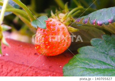 ドルチェベリー イチゴ 苺 家庭菜園 ドルチェベリー イチゴ 苺 家庭菜園 140705827