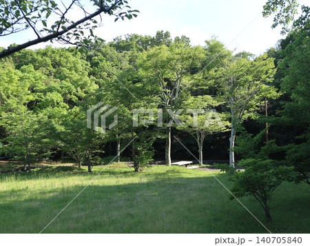 たんぽぽ畑の西神中央公園 たんぽぽ畑の西神中央公園 140705840
