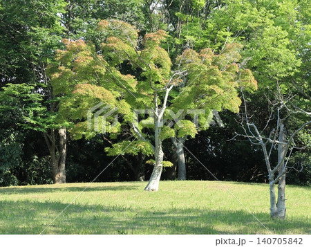 たんぽぽ畑の西神中央公園 たんぽぽ畑の西神中央公園 140705842