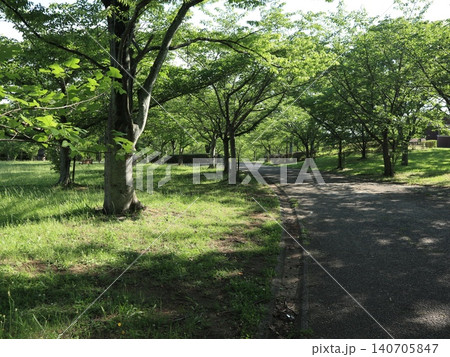 たんぽぽ畑の西神中央公園 たんぽぽ畑の西神中央公園 140705847