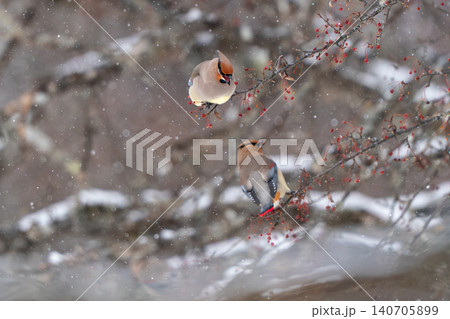 雪降るナナカマドで採餌するヒレンジャクのペア 雪降るナナカマドで採餌するヒレンジャクのペア 140705899