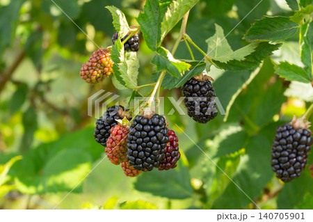Cluster of fresh organic Natchez blackberry crop maturing on a local fruit garden patch Cluster of fresh organic Natchez blackberry crop maturing on a local fruit garden patch 140705901