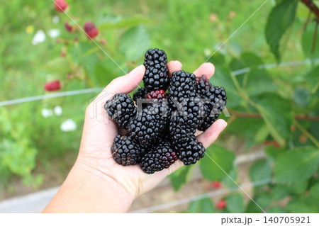 Big ripe black berries and red unripened fruits on a branch held by a person in the backyard Big ripe black berries and red unripened fruits on a branch held by a person in the backyard 140705921
