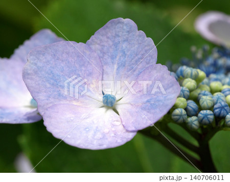 雨上がりの紫陽花 雨上がりの紫陽花 140706011