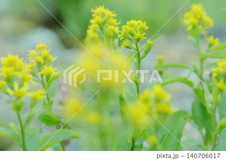曇天光に咲く黄色い高山植物の花 曇天光に咲く黄色い高山植物の花 140706017