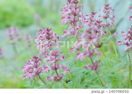 曇天の柔らかな光に咲くヨツバシオガマ。可憐な高山植物のクローズアップ 曇天の柔らかな光に咲くヨツバシオガマ。可憐な高山植物のクローズアップ 140706050
