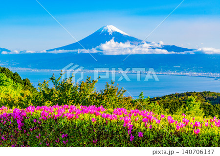 【静岡県】ツツジ咲く達磨山高原から望む富士山 【静岡県】ツツジ咲く達磨山高原から望む富士山 140706137