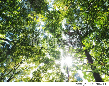 静岡県 天城の森を見上げる 5月 静岡県 天城の森を見上げる 5月 140706211