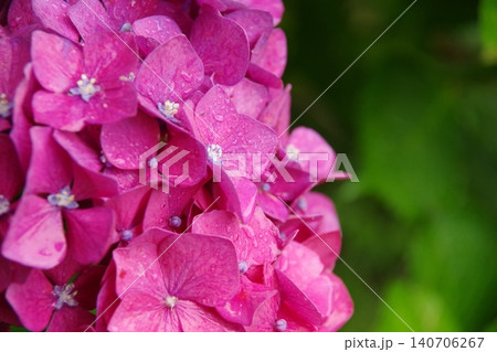 雨に濡れたピンクの紫陽花 雨に濡れたピンクの紫陽花 140706267