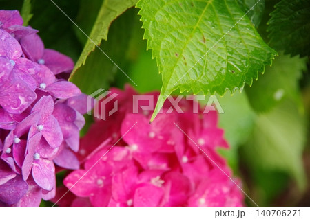 雨に濡れた紫陽花 雨に濡れた紫陽花 140706271