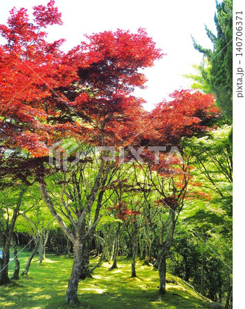 静岡県 真っ赤な紅葉と青もみじ 5月 静岡県 真っ赤な紅葉と青もみじ 5月 140706371