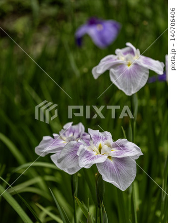 梅雨の晴れ間の花菖蒲 140706406