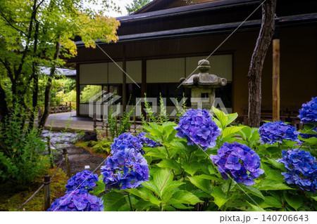 一条恵観山荘の雨に濡れる紫陽花と和の情緒あふれる風景 140706643