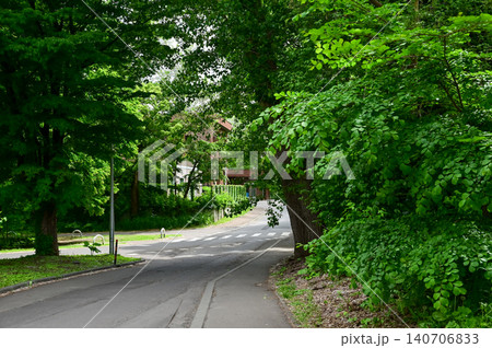 The scene of the road inside the Hokkaido University in Sapporo, Hokkaido, Japan. The view of the campus of Hokkaido University. Nature and Travel scene. The scene of the road inside the Hokkaido University in Sapporo, Hokkaido, Japan. The view of the campus of Hokkaido University. Nature and Travel scene. 140706833