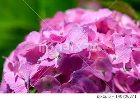 梅雨に咲く紫陽花 140706871