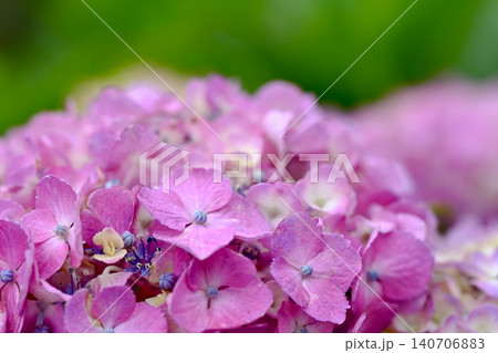 梅雨に咲く紫陽花 梅雨に咲く紫陽花 140706883