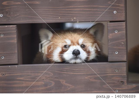レッサーパンダ レッサーパンダ 140706889