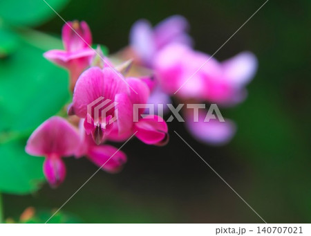 萩の花のアップ 萩の花のアップ 140707021