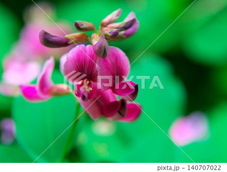 萩の花のアップ 萩の花のアップ 140707022