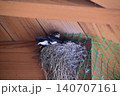 ツバメの巣 140707161