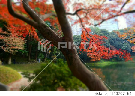 紅葉 紅葉 140707164