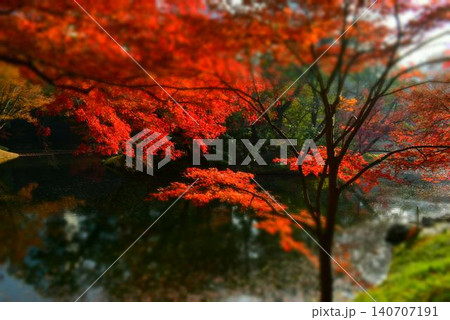 小石川後楽園の紅葉 140707191